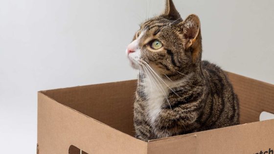 Tabby cat that is looking up and sitting in a cardboard box (a Fur Family product).