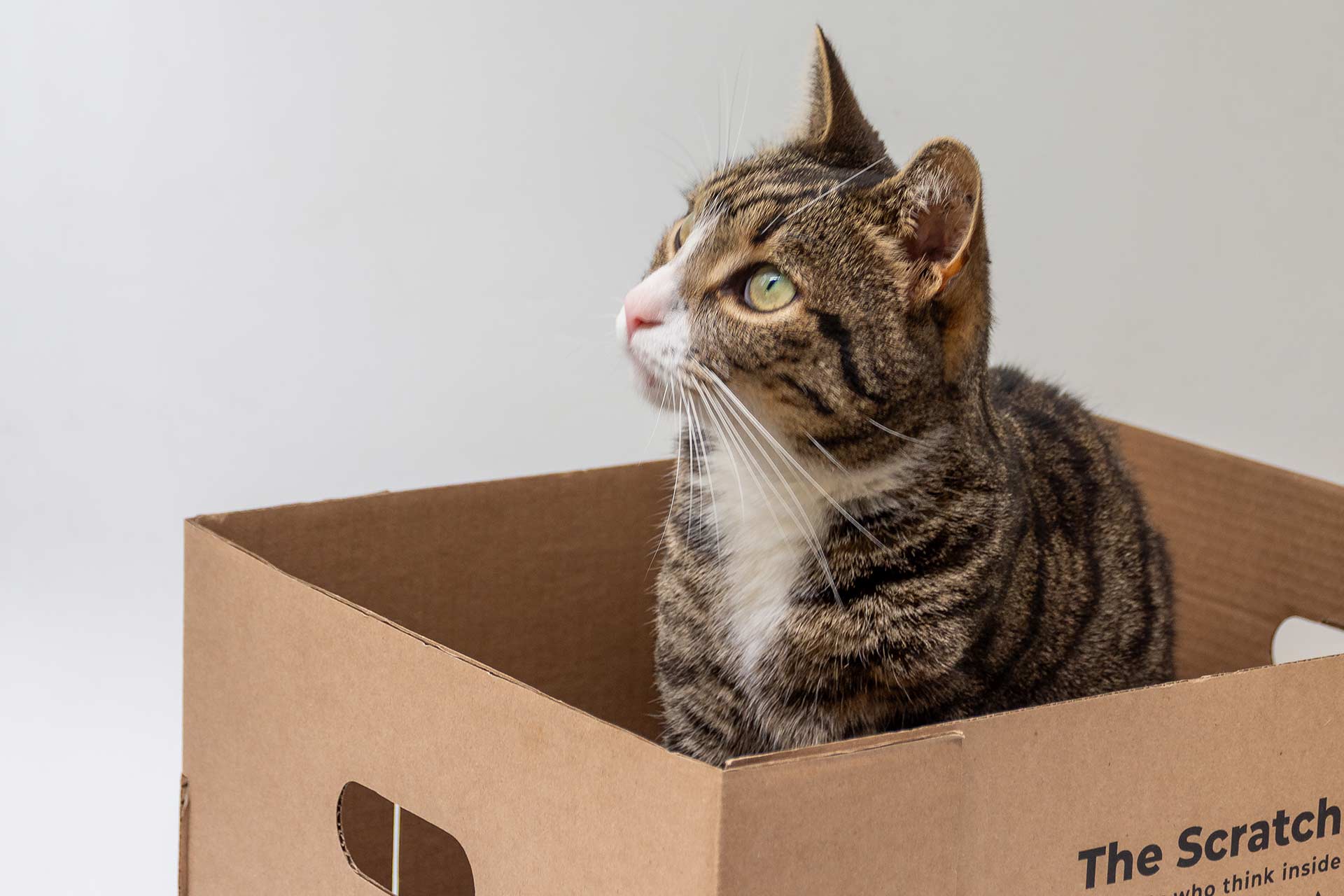 Tabby cat that is looking up and sitting in a cardboard box (a Fur Family product).